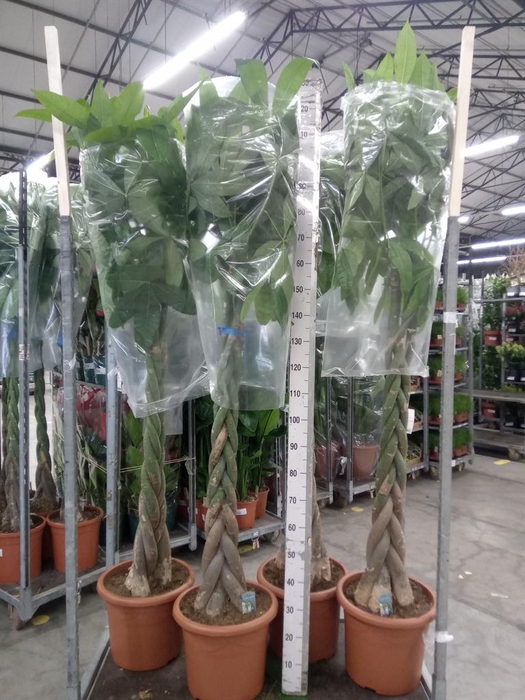 <h4>Pachira aquatica</h4>