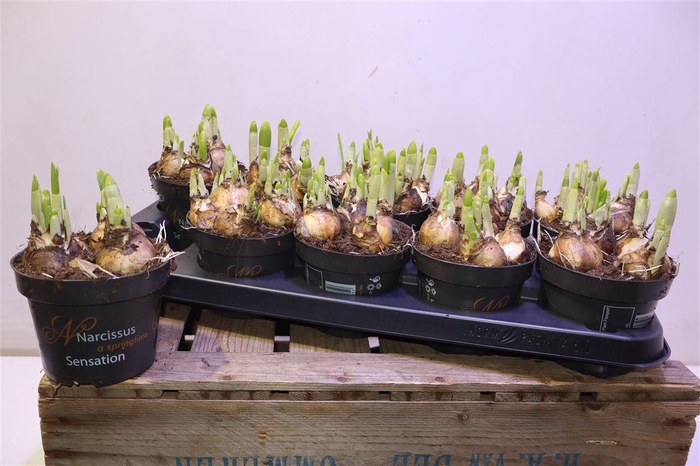 <h4>Narc O Tete A Tete</h4>