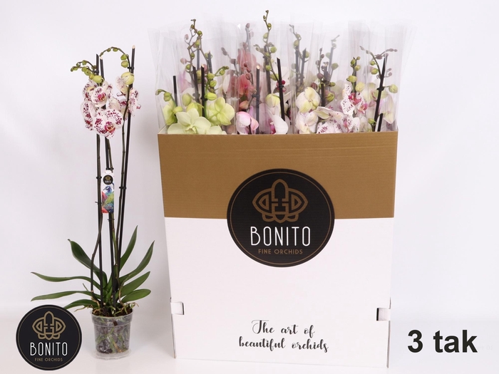 <h4>PHAL GEM 5 KL</h4>