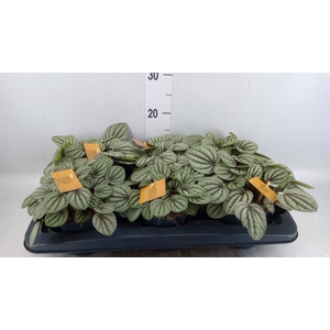 Peperomia