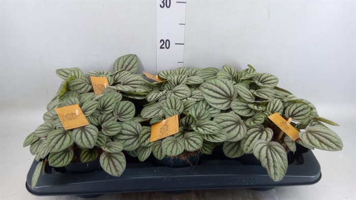 Peperomia