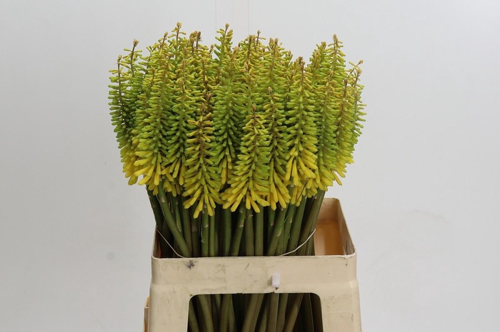 Kniphofia Sunningdale Yellow