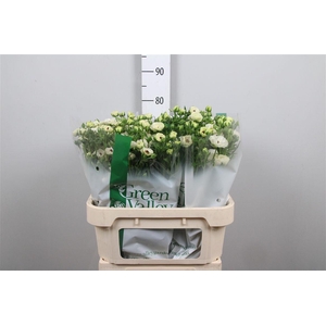 Ran Co Mag Mascarpon