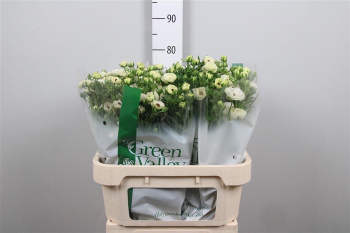 <h4>Ran Co Mag Mascarpon</h4>