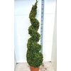 arr8 Buxu Sempervirens Spiraal