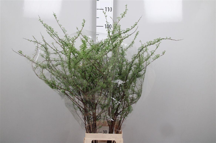 <h4>Spir C Grefsheim</h4>