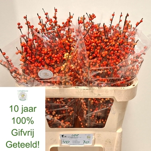 ILEX VE OUDIJ ORANGE