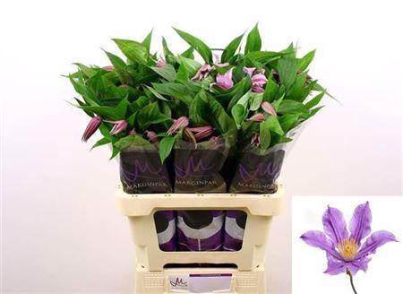 <h4>Clem Amazing London 1+,(TZ),MPS A,(10)</h4>