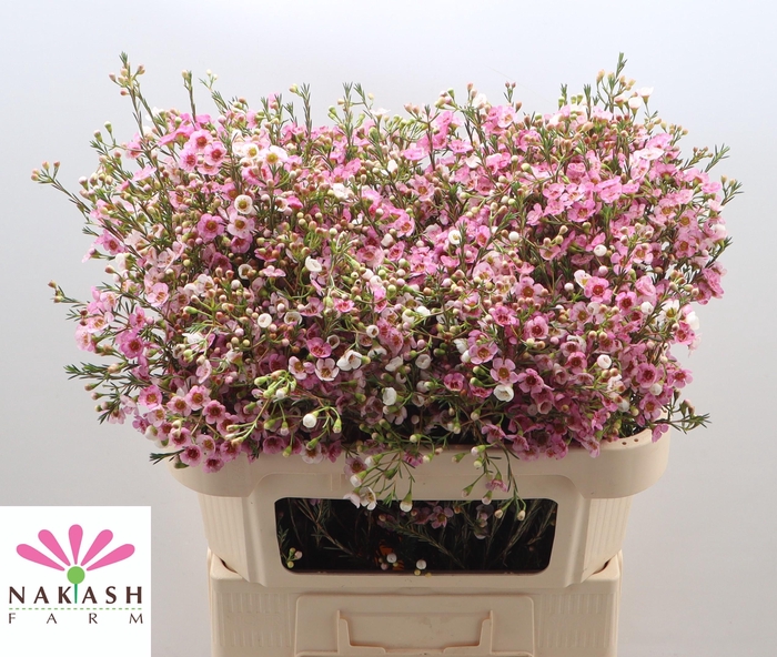 <h4>Cham Un Leilani</h4>