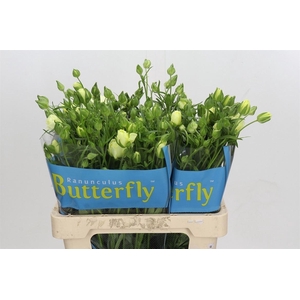 Ran Butterfly Litay Creme