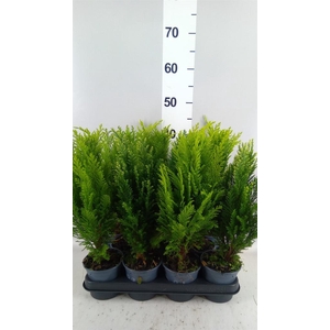 Conifers   ...mix