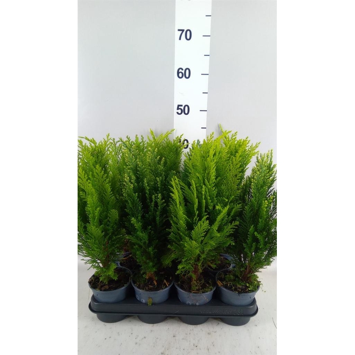<h4>Conifers   ...mix</h4>