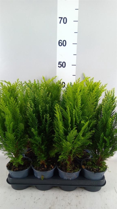 <h4>Conifers   ...mix</h4>