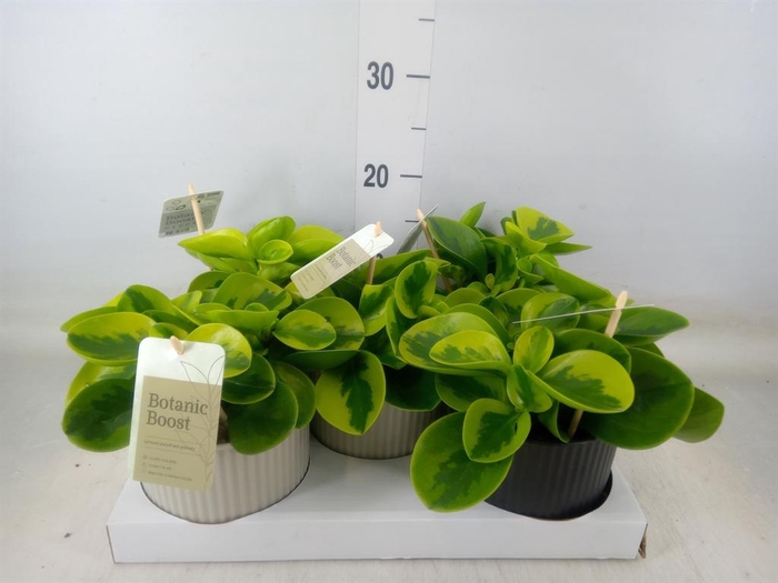 <h4>Peperomia obt. 'Obtipan'</h4>