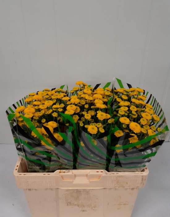 <h4>CHR S AAA AURINKO</h4>