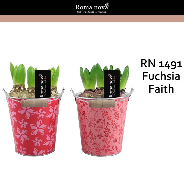 <h4>1491 - Fuchsia Faith (Hyacint)</h4>
