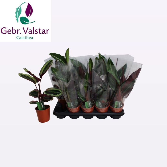 <h4>CALAT GEM 3 SRT</h4>