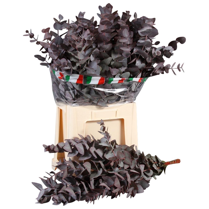 <h4>Cinerea Opgetr. Per Tak</h4>