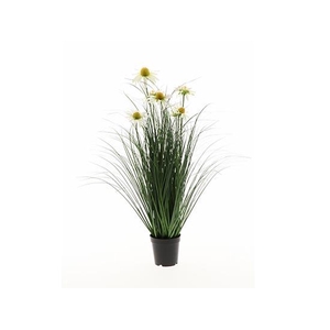 Plant Daisy H75D45