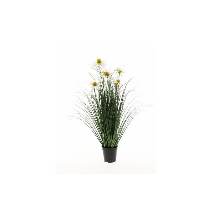 <h4>Plant Daisy H75D45</h4>