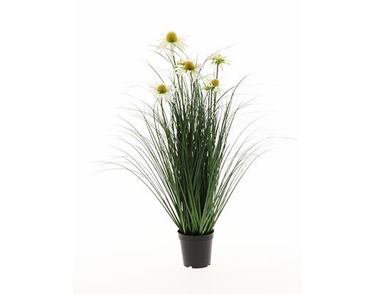 Plant Daisy H75D45