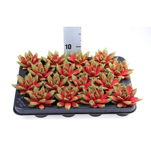 Echeveria  'Miranda'