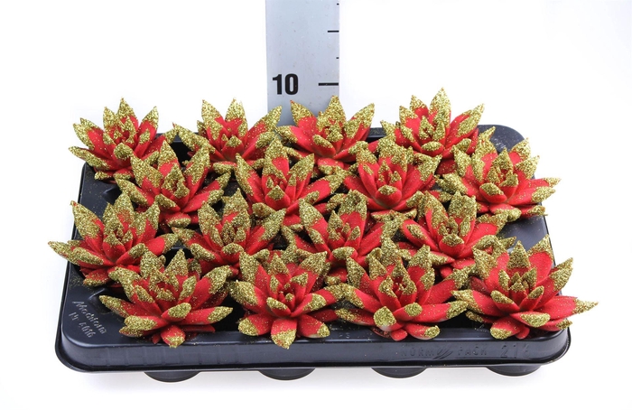 <h4>Echeveria  'Miranda'</h4>