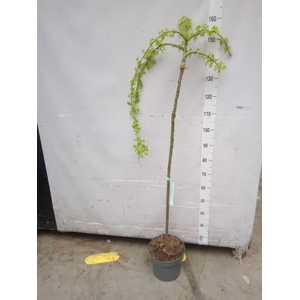 Laburnum anagyroides