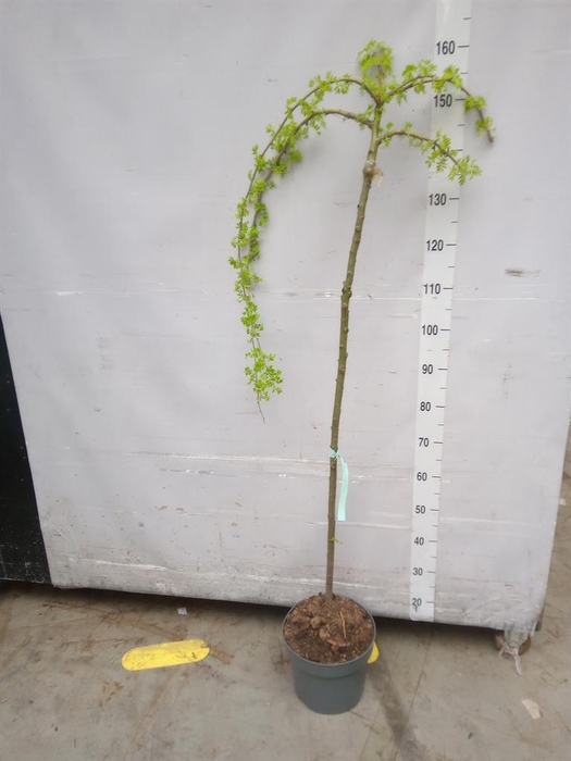 <h4>Laburnum anagyroides</h4>