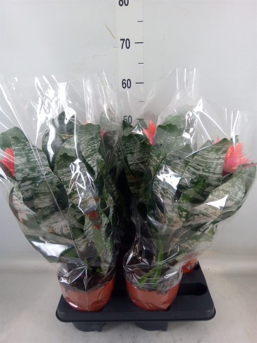 <h4>Aechmea   ...</h4>