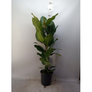 Ficus benghalensis 'Joy'