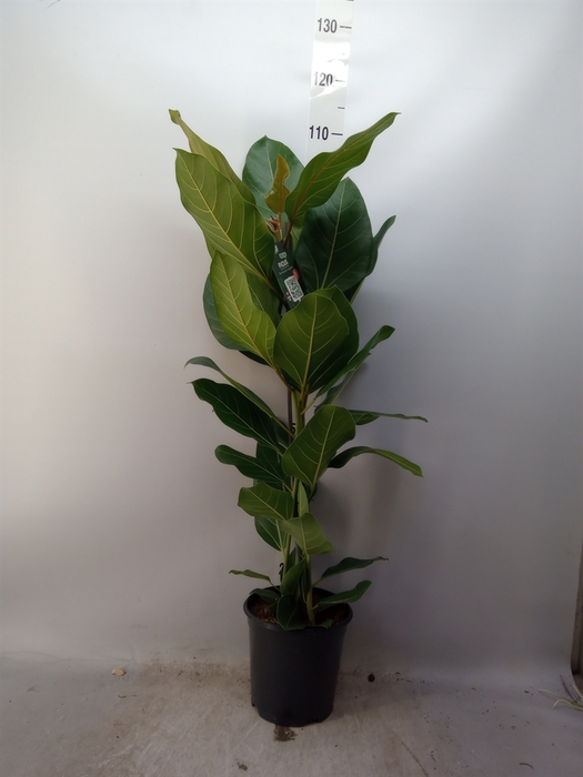 <h4>Ficus benghalensis 'Joy'</h4>