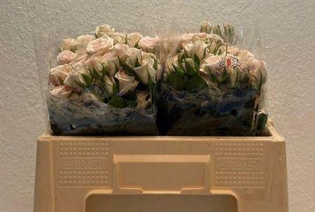 <h4>R Tr Royal Porcelina</h4>