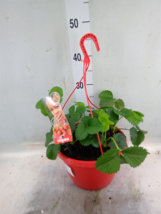 <h4>Fragaria ananassa 'Elsanta'</h4>