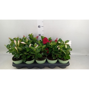 Mandevilla am. 'Sundav'  ...mix