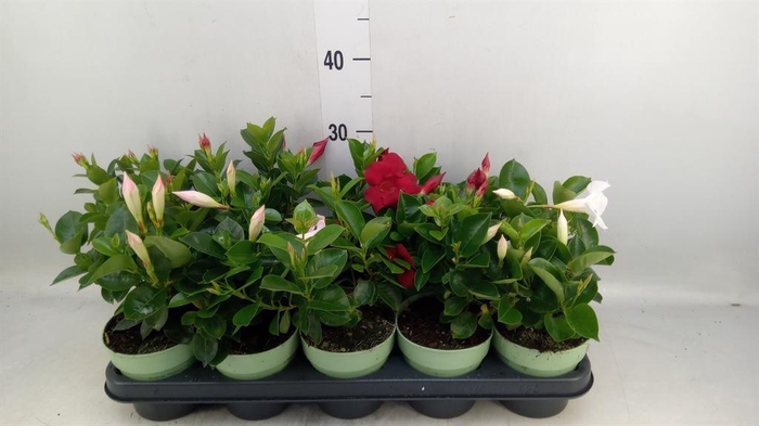 <h4>Mandevilla am. 'Sundav'  ...mix</h4>