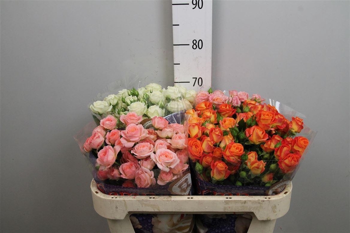 <h4>R Tr Gemengd ( Nl )</h4>