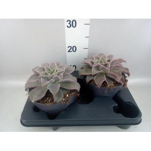 Echeveria   ...