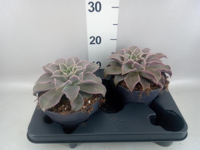 <h4>Echeveria   ...</h4>