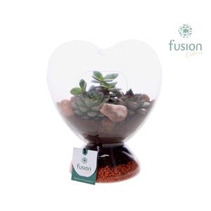 Green Bottle Glazen Hart helder met Succulenten