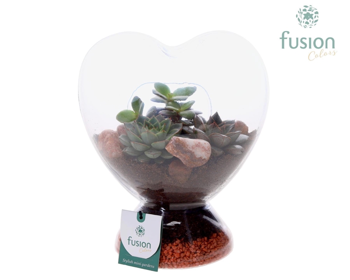 <h4>Green Bottle Glazen Hart helder met Succulenten</h4>