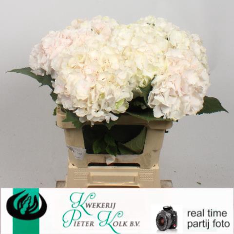 <h4>Hydrangea sweet verena</h4>