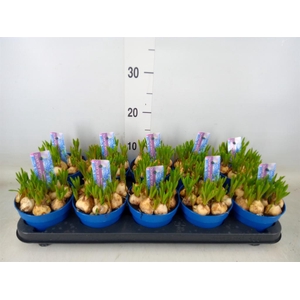 Muscari 'Atlantic'
