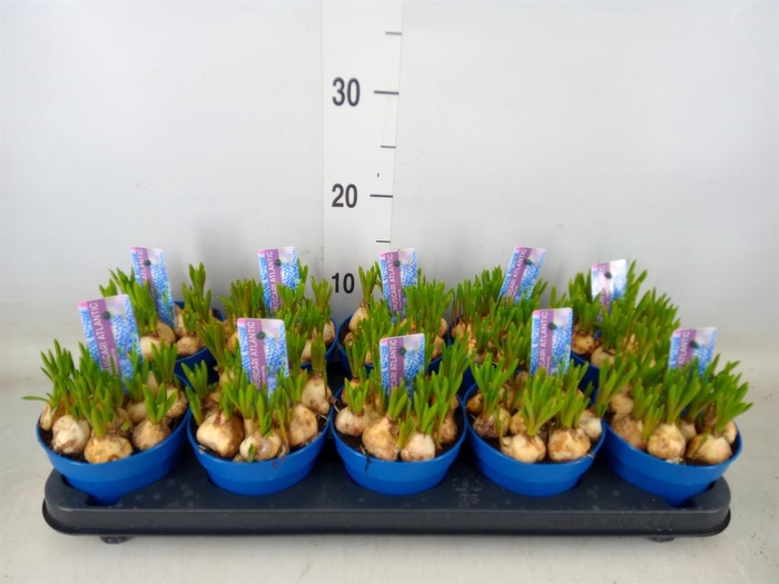 <h4>Muscari  'Atlantic'</h4>