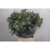 Euc Populus Berry Per Bunch 150 Gram Extra