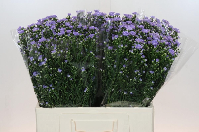 <h4>Aster Cassandra</h4>