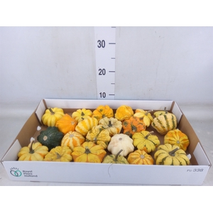 Cucurbita