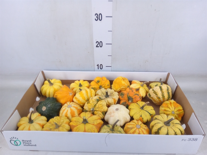 <h4>Cucurbita</h4>