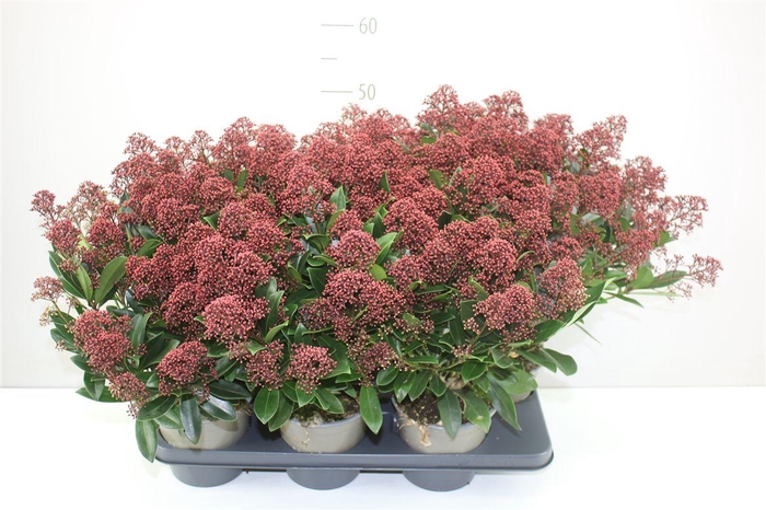 <h4>Skimmia Jap. Rubella 20+ 2 Jarig</h4>