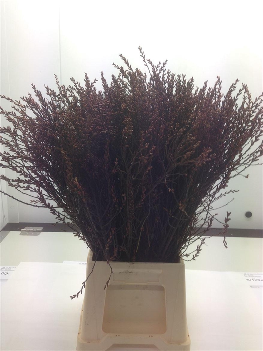 <h4>Myrica Gale X100</h4>